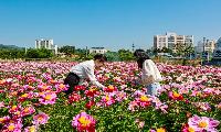 [가볼만 한 곳] 산청 약초재배단지 작약꽃 만개
